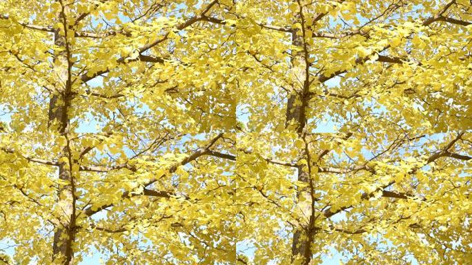 盖恩梅银杏树叶的4k风景与蓝天。日本季节和自然概念背景。秋天时节树木上五颜六色的秋叶或树叶。