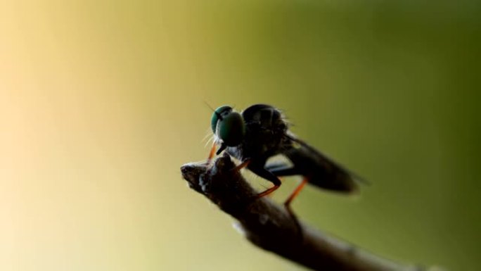 强盗飞特写空镜