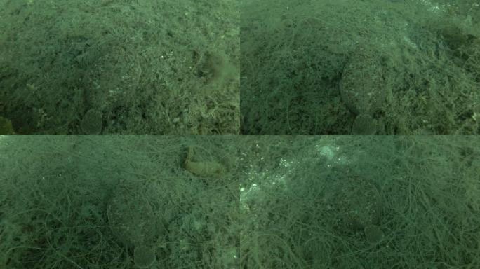 柠檬鞋底 (Microstomus kitt) 游过长满褐藻海花边的海底 (Chorda filum