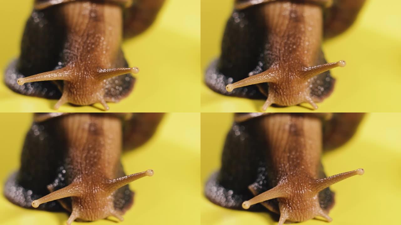 蜗牛。蜗牛在黄色背景上爬行。宏观拍摄。