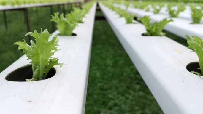 关闭植物水培农场的幼苗