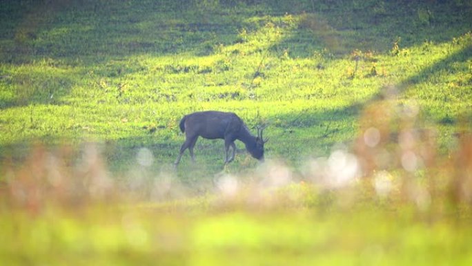 大自然中的鹿在早晨吃草的场景，野外的动物