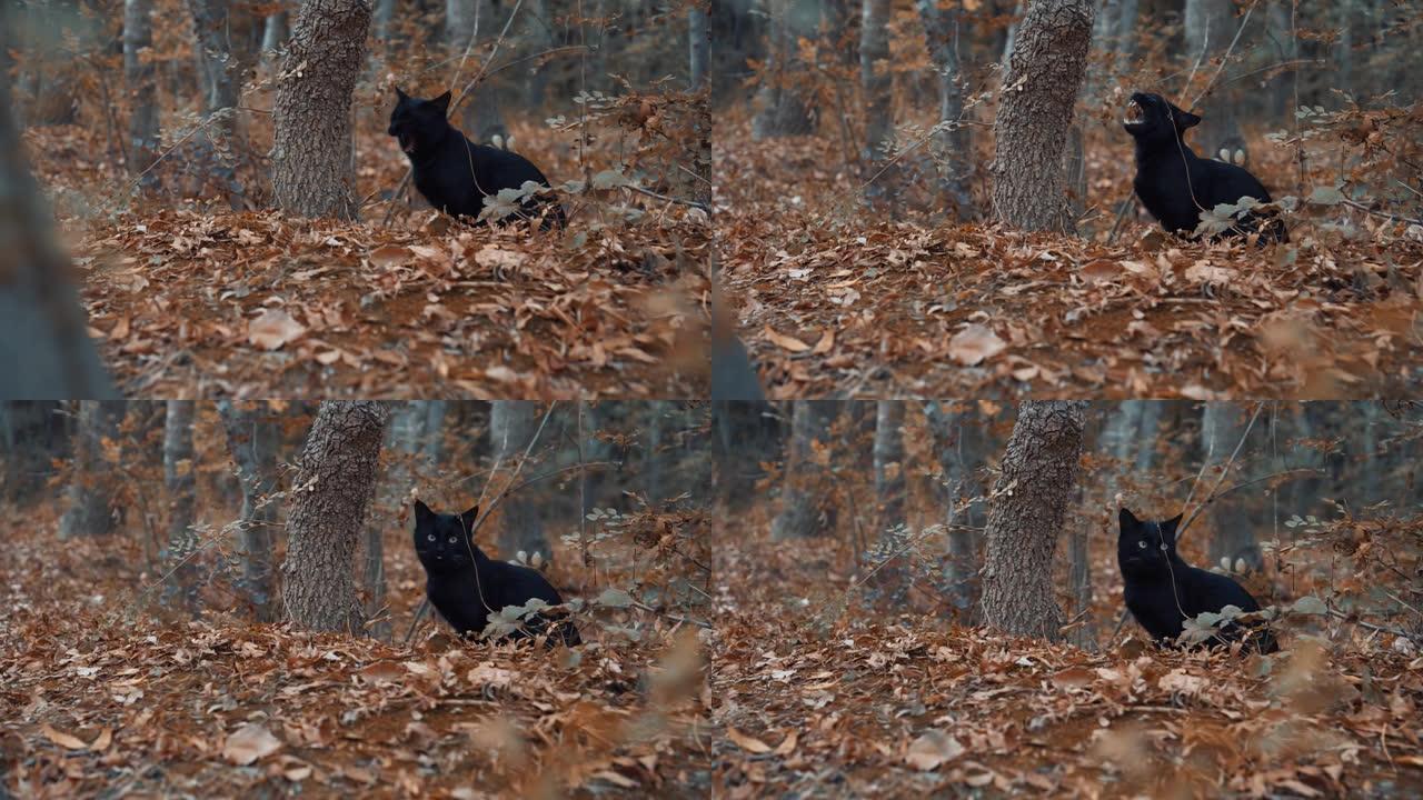 黑猫坐在秋天的黄森林里打哈欠。
