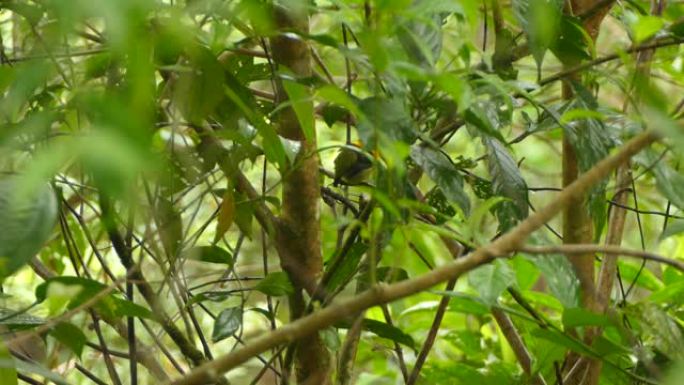 带有橙色羽毛的幼鸟站在茂密的雨林中