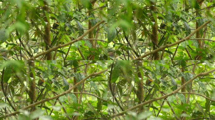 带有橙色羽毛的幼鸟站在茂密的雨林中
