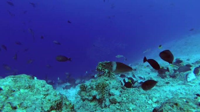 鱼群食用金枪鱼和其他渔业废物的遗骸被扔进海洋-印度洋，马尔代夫