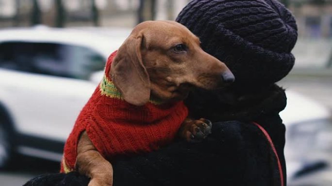 狗杂种腊肠犬。穿着针织毛衣的獾狗。