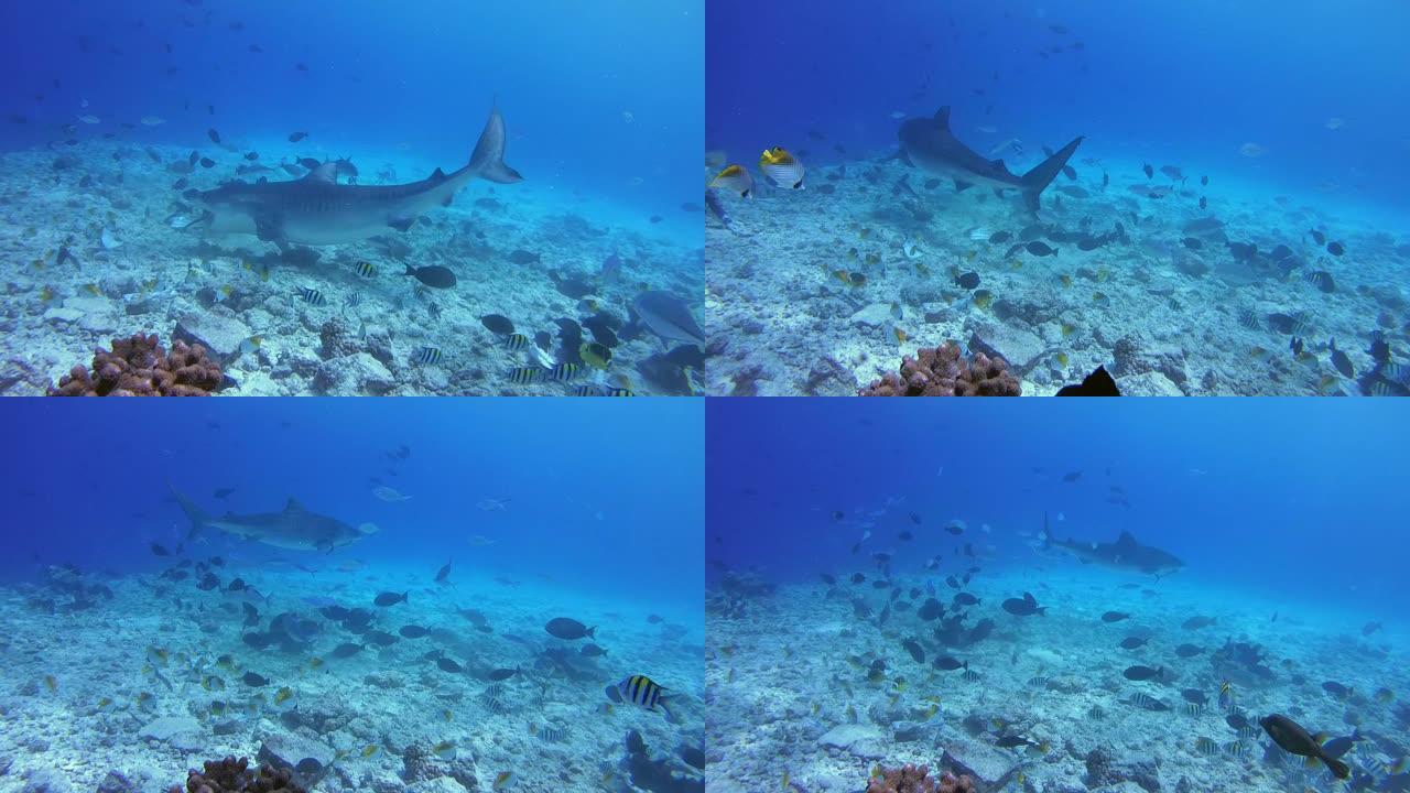虎鲨捡拾渔夫抛入海洋的金枪鱼和其他渔业废弃物残骸-印度洋，富瓦赫穆拉岛，马尔代夫，亚洲
