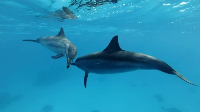 慢动作，两只海豚通过吹泡泡和触摸鼻子来打招呼。野生动物中的动物交流。旋转海豚 (Stenella l