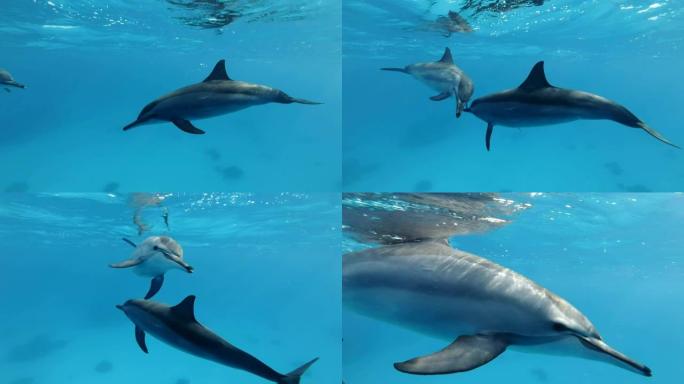 慢动作，两只海豚通过吹泡泡和触摸鼻子来打招呼。野生动物中的动物交流。旋转海豚 (Stenella l