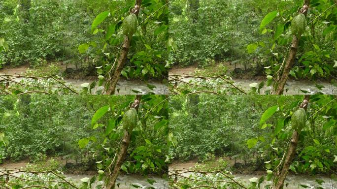 丛林河，蜘蛛网挂在树附近，风轻轻吹
