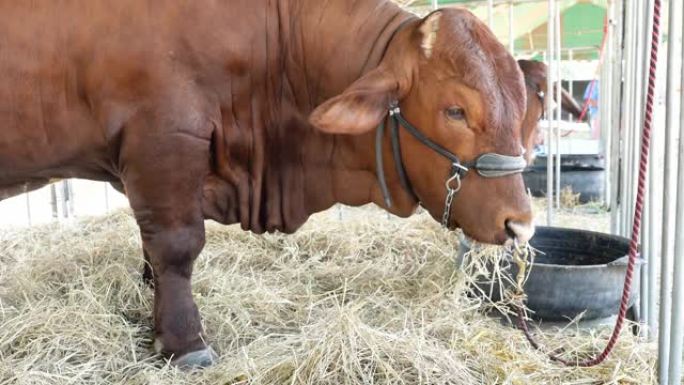 棕色牛在畜栏里咀嚼和吃草和稻草