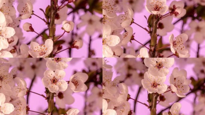 野生梅花以horisontal格式旋转开花延时4k视频。核果花开在春天。
