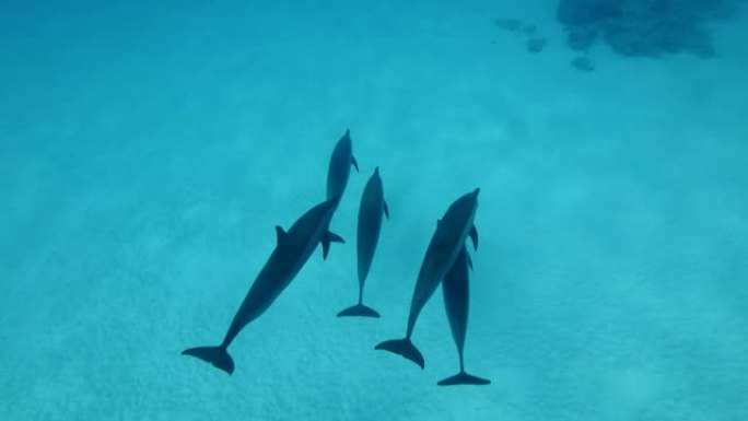 一小群海豚慢慢游过沙底。旋转海豚 (Stenella longirostris)，水下拍摄，俯视图。