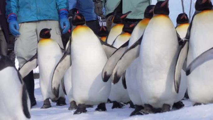 冬季企鹅和家庭游行