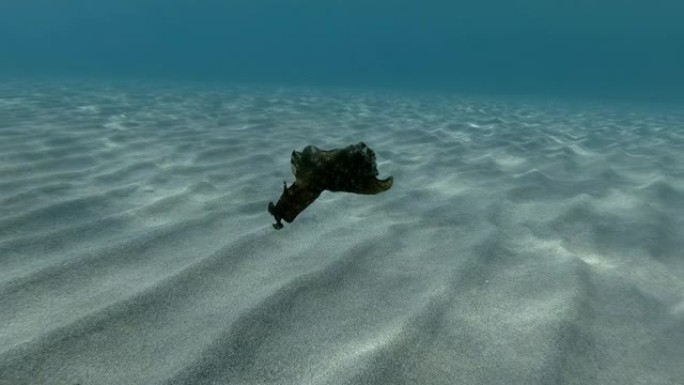 海兔在阳光的蓝色水中慢慢游过沙底。裸枝或海参斑驳的海参或乌黑的海参 (Aplysia fasciat