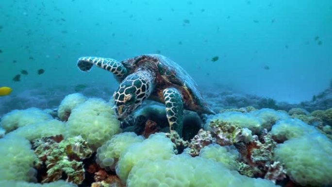 极度濒危物种玳瑁 (Eretmochelys imbricata) 吃水下珊瑚礁