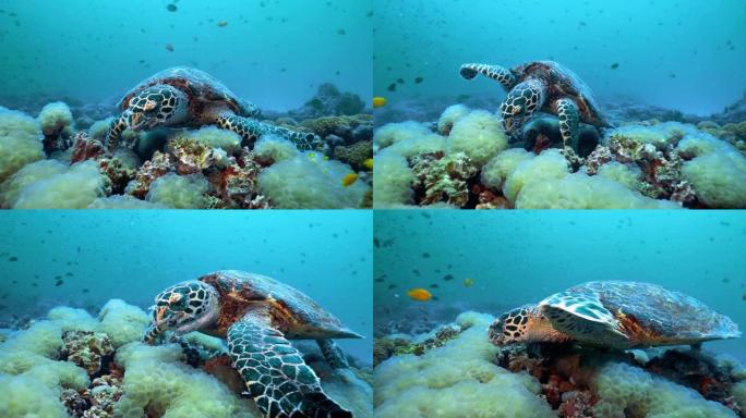 极度濒危物种玳瑁 (Eretmochelys imbricata) 吃水下珊瑚礁