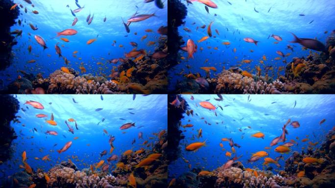 水下海洋热带多彩生命