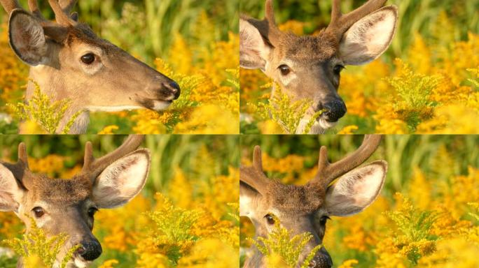 在野外脱颖而出时，鹿的脸部轮廓轮廓清晰