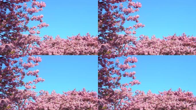 河津樱花在湛蓝的天空下