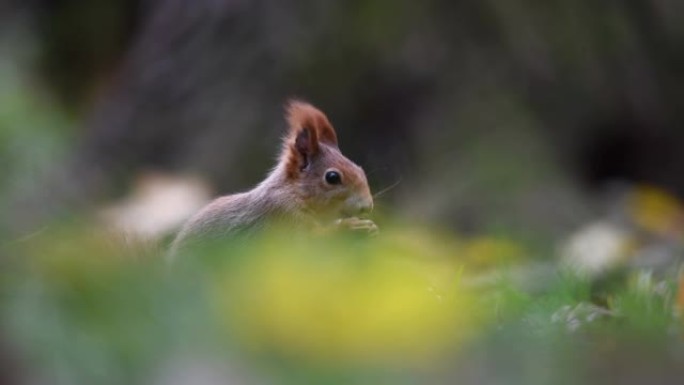 地上森林里的红松鼠