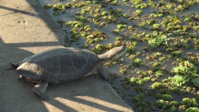 充满了camalotes或河流植物的河流景观，以及一只河龟用太阳温暖身体