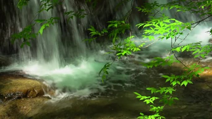 绿色森林中的瀑布/西泽山谷
