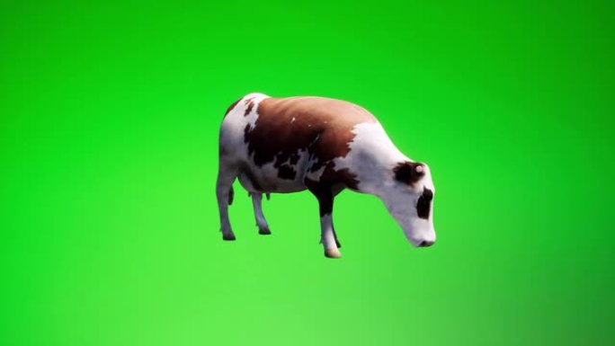 奶牛的色度键绿幕奶牛牛奶牛