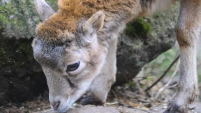 年轻的大角羊mouflon的特写