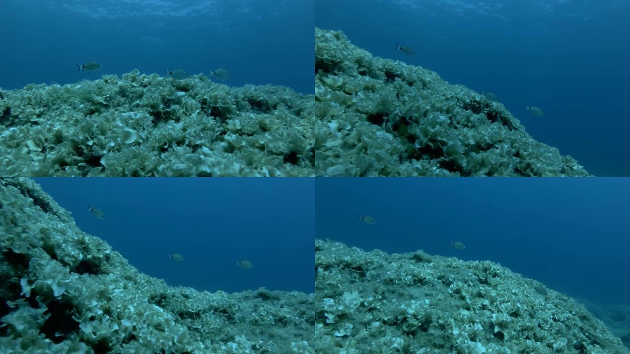 鲷鱼在蓝色水背景上覆盖着棕色藻类的岩石底部游泳。白色鲷鱼或常见的两带鲷鱼 (Diplodus sar