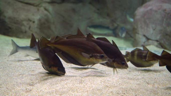 鳕鱼-Gadus morhua。水下拍摄大西洋鳕鱼游泳并在海底寻找食物