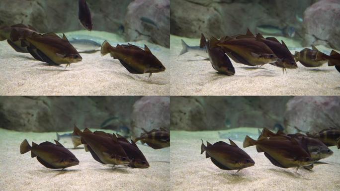 鳕鱼-Gadus morhua。水下拍摄大西洋鳕鱼游泳并在海底寻找食物