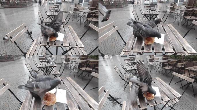 一群鸽子在意大利佛罗伦萨偷我的羊角面包。