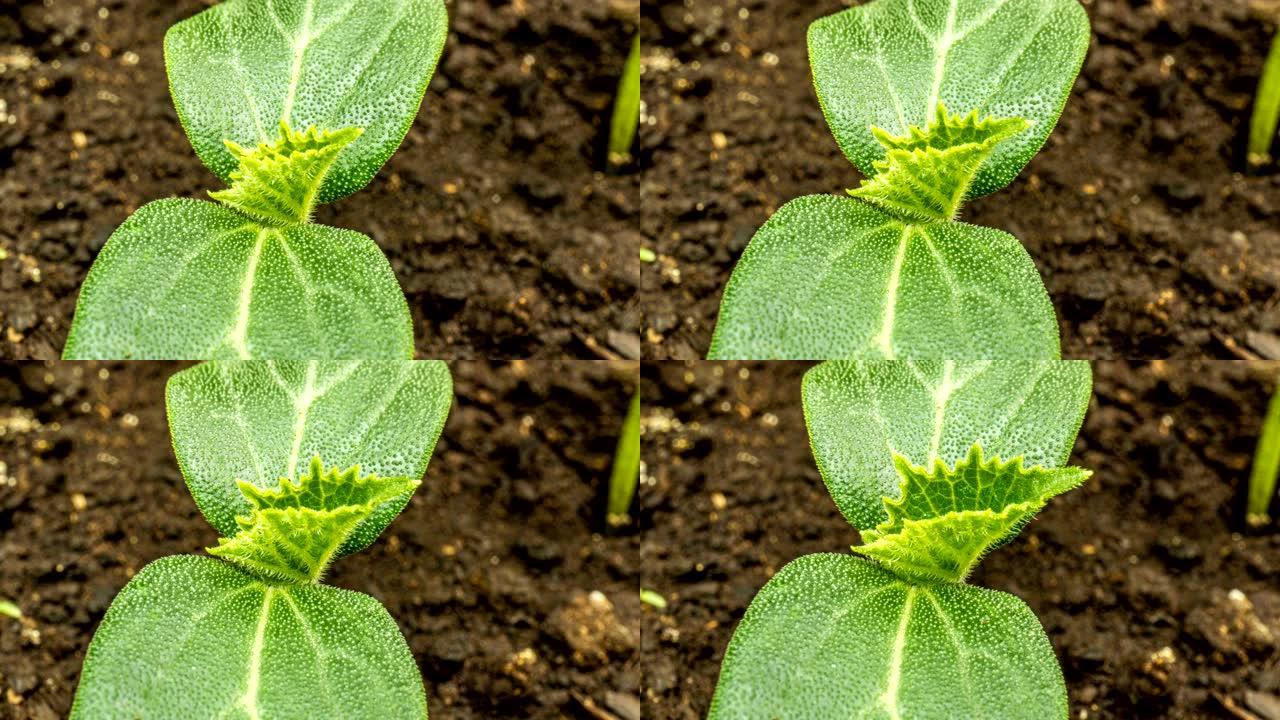 生长绿色黄瓜植株时间流逝。延时种子生长，特写自然农业芽。蔬菜从地上发芽。宏