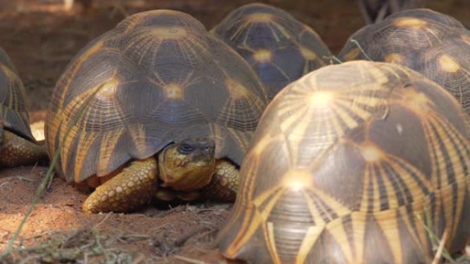 辐射龟群-Astrochelys radiata-极度濒危的龟种，马达加斯加特有的，在地面上缓慢爬行