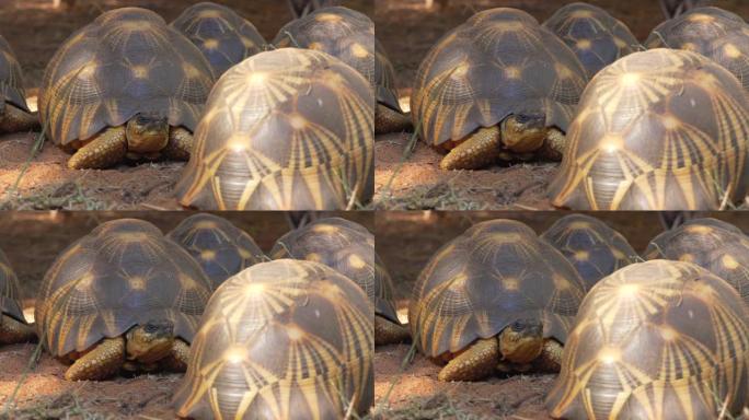 辐射龟群-Astrochelys radiata-极度濒危的龟种，马达加斯加特有的，在地面上缓慢爬行