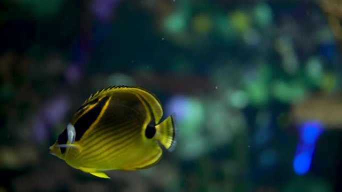 黄色热带鱼背景空镜素材