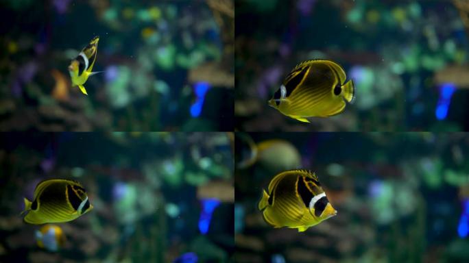 黄色热带鱼背景空镜素材