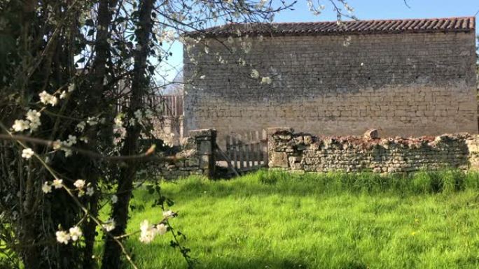 春天的法国老石棚和绿草田，开花树