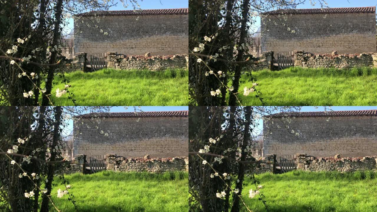 春天的法国老石棚和绿草田，开花树