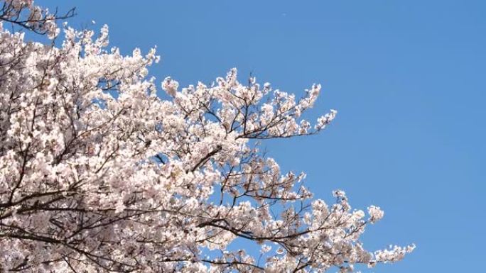 樱花樱花