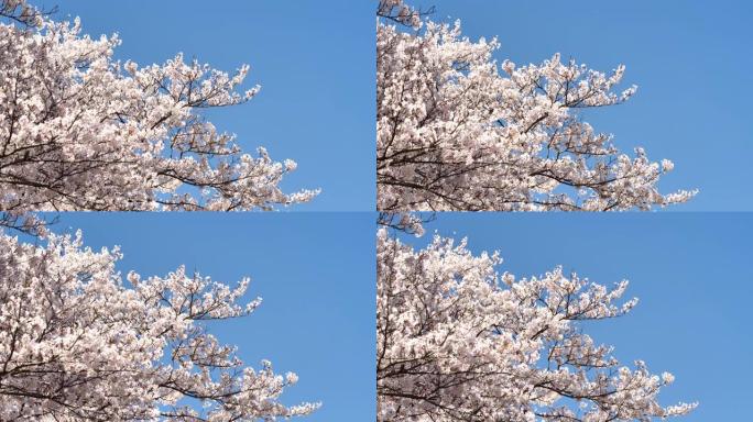 樱花樱花