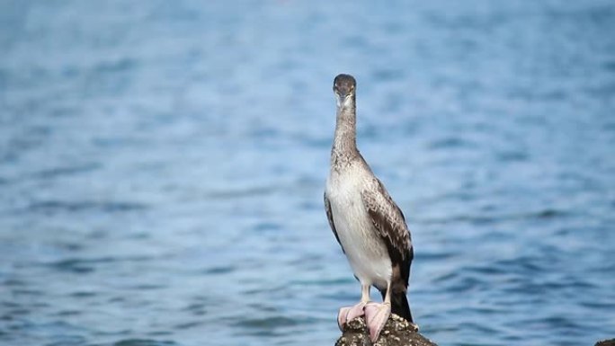 欧洲粗毛或普通粗毛 (Phalacrocorax aristotelis)