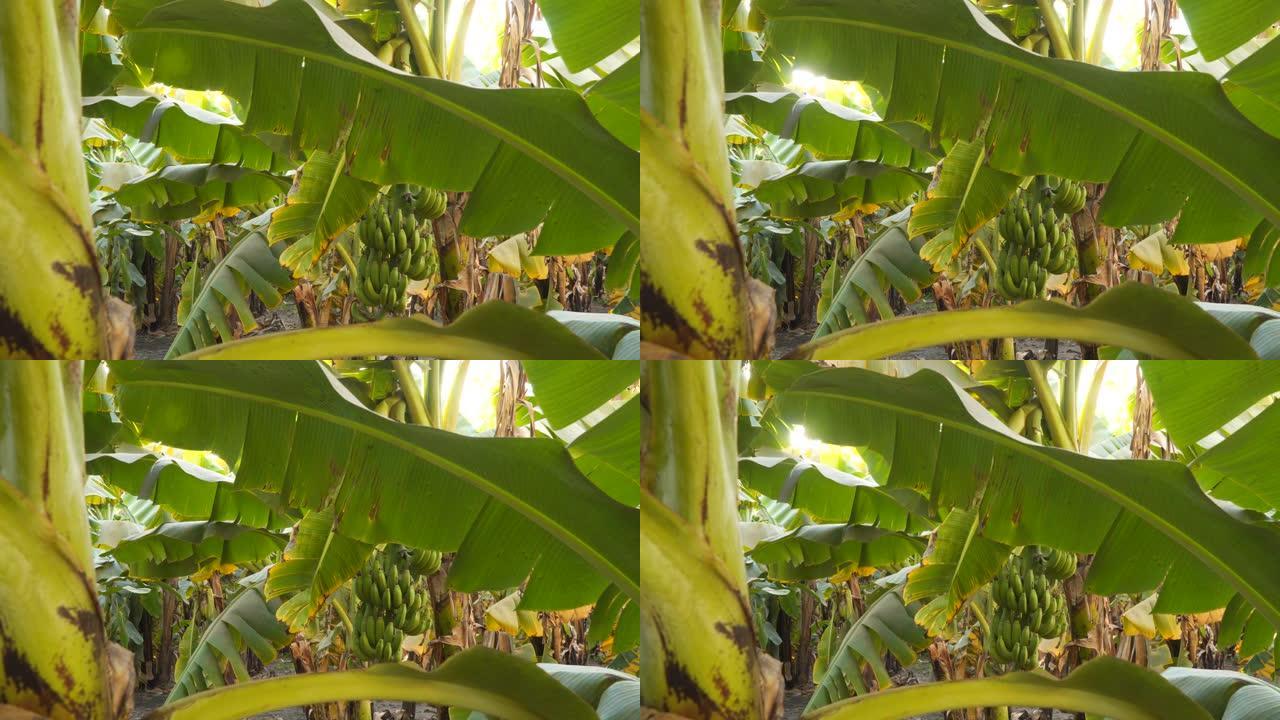 香蕉棕榈树。埃及的香蕉林