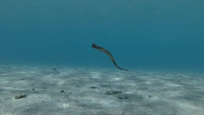 Pipefish在阳光下的蓝色水中缓慢游过沙质底部。宽鼻管鱼，鼻管鱼或高鼻管鱼 (syngnanth