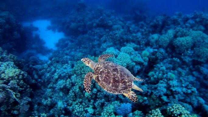 水下礁海龟特写展示海底水底深海