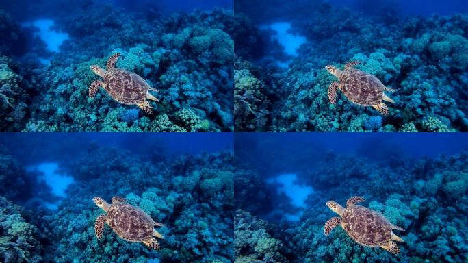 水下礁海龟特写展示海底水底深海