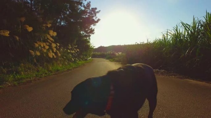 快乐的黑色拉布拉多寻回犬在日落时分穿过乡村