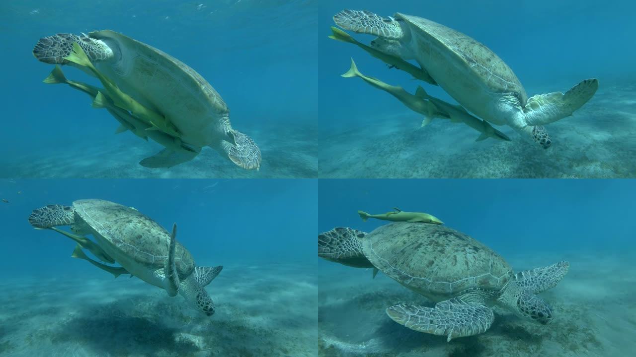 慢动作，绿海龟从下面带着三只Remorafish慢慢潜入底部，上面覆盖着蓝色水底的海草。水下射击，埃